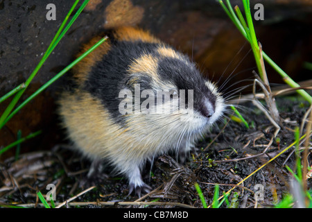 Norwegen-Lemming (Lemmus Lemmus) verlassen Graben unter Felsen in der Tundra im Sommer, Lappland, Schweden Stockfoto