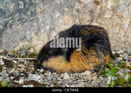 Norwegen-Lemming (Lemmus Lemmus) in der Tundra im Sommer, Lappland, Schweden Stockfoto