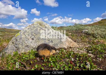 Norwegen-Lemming (Lemmus Lemmus) in der Tundra im Sommer, Lappland, Schweden Stockfoto