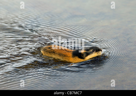 Norwegen-Lemming (Lemmus Lemmus) schwimmen über Fluss, Lappland, Schweden Stockfoto