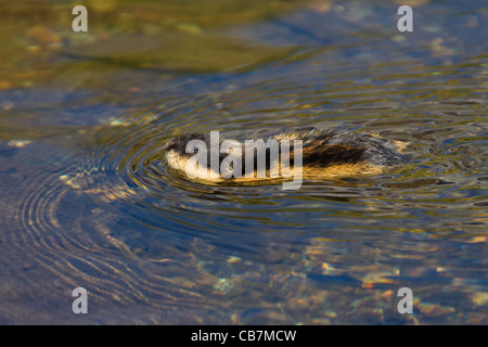 Norwegen-Lemming (Lemmus Lemmus) schwimmen über Fluss, Lappland, Schweden Stockfoto