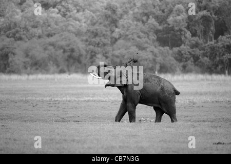 Elefanten im Dhikala in Jim Corbett Tiger Reserve, Indien. (Elephas Maximus) Stockfoto