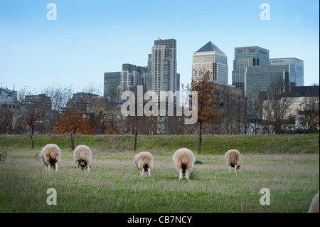 Schafbeweidung auf dem Gebiet mit der Londoner City, dem Finanzzentrum im Hintergrund mit einem klaren Himmel. Stockfoto