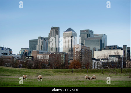 Schafbeweidung auf dem Gebiet mit der Londoner City, dem Finanzzentrum im Hintergrund mit einem klaren Himmel. Stockfoto