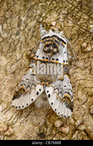 Fahl Kätzchen (Furcula Furcula) Stockfoto