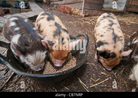Ein Wurf von New Zealand Kune Kune Ferkel Stockfoto
