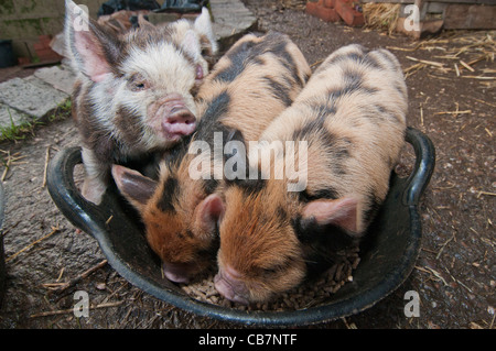 Ein Wurf von New Zealand Kune Kune Ferkel Stockfoto