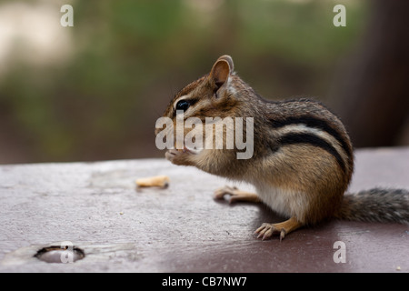 Alert Chipmunk sitzen Essen auf Picknick-Tisch Stockfoto