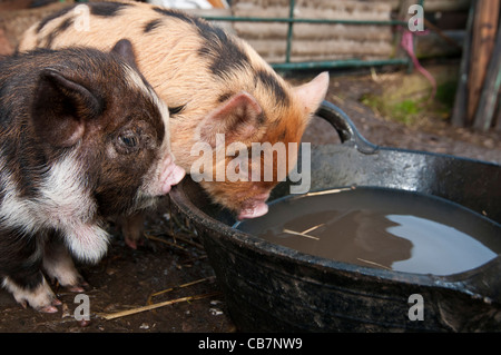 Ein Wurf von New Zealand Kune Kune Ferkel Stockfoto