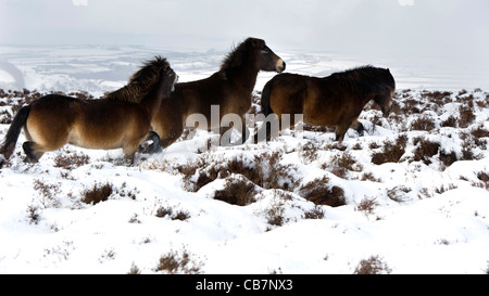 Exmoor Ponys spielen im Schnee auf Exmoor Stockfoto