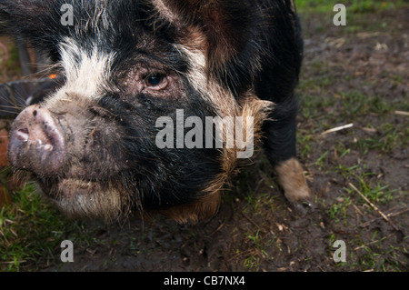 Ein Wurf von New Zealand Kune Kune Ferkel Stockfoto