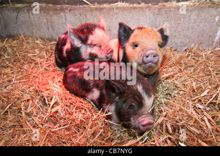 Ein Wurf von New Zealand Kune Kune Ferkel Stockfoto