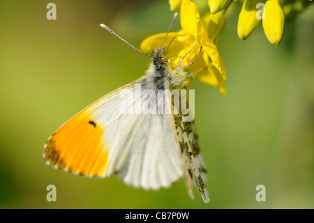 Männliche Orange-Tip Schmetterling Fütterung auf Raps Stockfoto