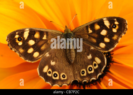 Gesprenkelte Holz Schmetterling auf einer orange Daisy Blume Stockfoto