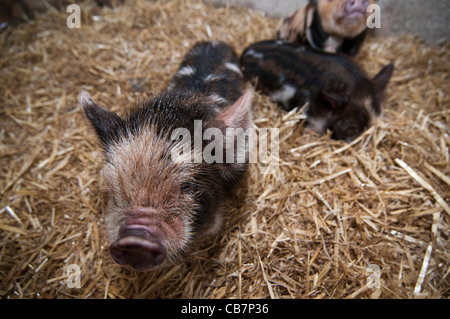 Ein Wurf von New Zealand Kune Kune Ferkel Stockfoto