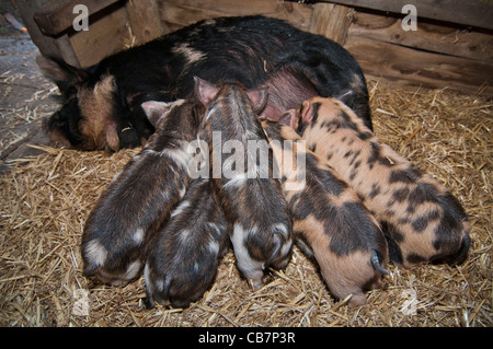 Ein Wurf von New Zealand Kune Kune Ferkel Stockfoto