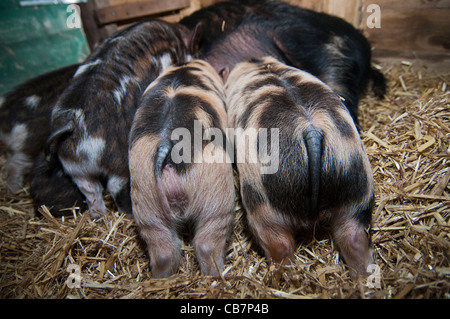 Ein Wurf von New Zealand Kune Kune Ferkel Stockfoto