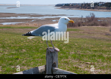 Möwe sitzt auf einem Zaun in wenig angenehme Bay, Cape Cod Stockfoto