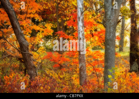 Herbst farbige Bäume im Rocky Gabel State Park in Ohio. Stockfoto