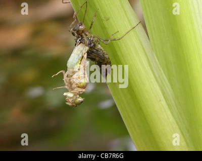 Libelle Schwellen- Stockfoto