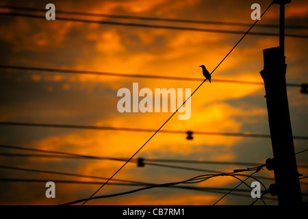 Die Silhouette eines kleinen Vogels hoch oben auf ein Durcheinander von städtischen Drähten und Kabeln gegen eine helle, orange Sonnenuntergang. Stockfoto