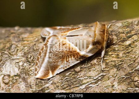 Buff Bögen (Habrosyne Pyritoides) Motte Stockfoto