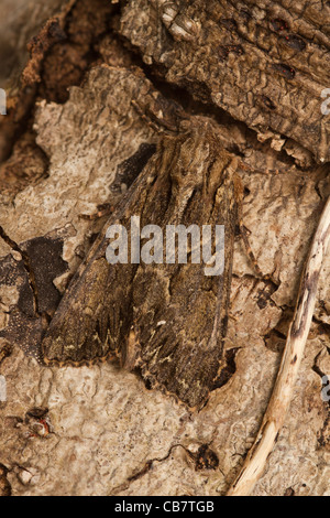 Dunklen Bögen (Apameia Monoglypha) Motte Stockfoto