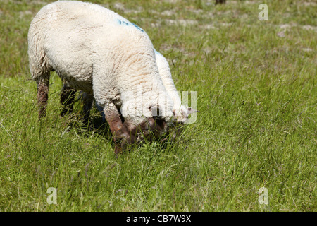 Ein Schaf auf einer grünen Wiese am Wattenmeer in Neuharlingersiel Stockfoto