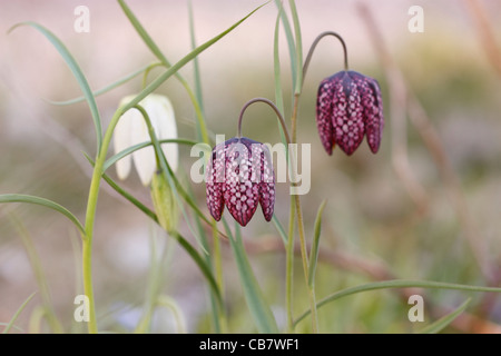 Fritillaria meleagris Stockfoto