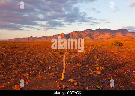 Sonnenuntergang über den Zaun auf Jesse Mora Station von Moralana Scenic Drive auf den Wilpena Pound Bereich in den Flinders Ranges Stockfoto