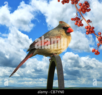 Nördlichen Kardinal (weiblich), sitzt auf einem stick Stockfoto