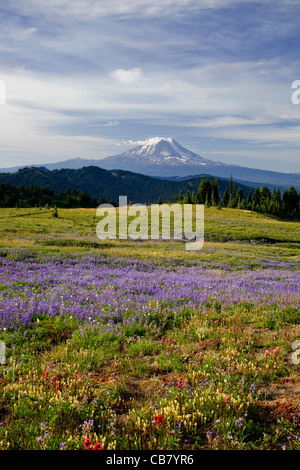 Mount Adams betrachtet von der Lupinen überdachte Wiesen der Snowgrass flach auf dem Pacific Crest Trail in der Goat Rocks Wilderness. Stockfoto