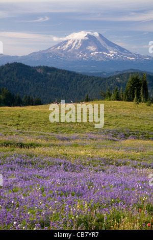 Mount Adams betrachtet von der Lupinen überdachte Wiesen der Snowgrass flach auf dem Pacific Crest Trail in der Goat Rocks Wilderness. Stockfoto