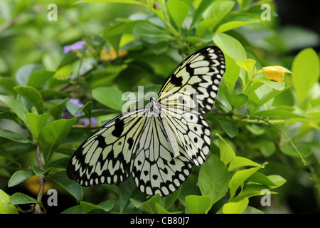 Der Papier-Drachen, Reispapier oder große Baumnymphe Schmetterling (Idee Leuconoe) Stockfoto