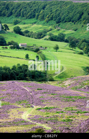 Wanderer auf Wanderweg nach Süden über Heidekraut bedeckt Loch Horcum Moor Land. North York Moors National Park, England. Sommer Stockfoto