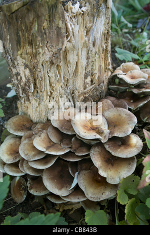 Pilze wachsen auf faulen Baumstumpf Stockfoto