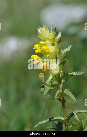 Gelbe Rassel (Rhinanthus Pumilus - Rhinanthus Mediterraneus) blühen im Sommer Stockfoto