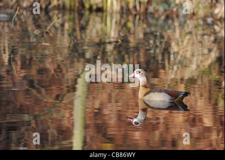 Nilgans - Nil Gans (Alopochen Aegyptiacus - Alopochen Aegyptiaca) invasive Arten schwimmen auf dem Teich im Herbst Stockfoto
