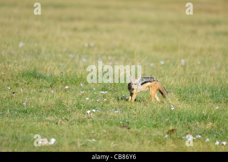 Black-backed Schakal - Sattel-backed Schakal - Silber-backed Jackal (Canis Mesomelas) stehen auf der Wiese Stockfoto