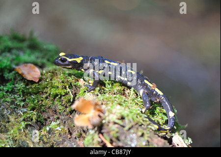 Feuer Salamander (Salamandra Salamandra Terrestris) an einem moosigen toten Baumstamm Stockfoto