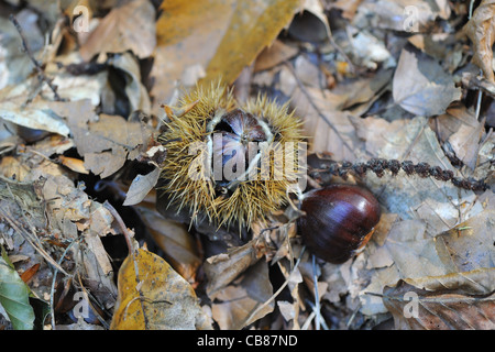 Spanische Kastanie - europäischen Kastanie - süße Kastanien (Castanea Sativa) Früchte auf dem Boden im Herbst Stockfoto