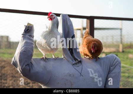 Zwei Hühner Stand auf eine Vogelscheuche Stockfoto