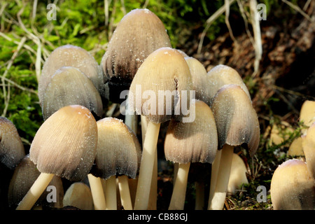 Glitzernde Tinte Cap - Coprinus micaceus Stockfoto