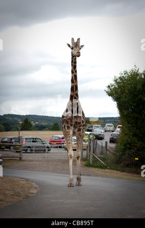 Eine Giraffe Zoo Tiere Fuß frei in einem Safari-Park, sind einige von den öffentlichen Besuchern aus ihren Autos gefüttert. Stockfoto