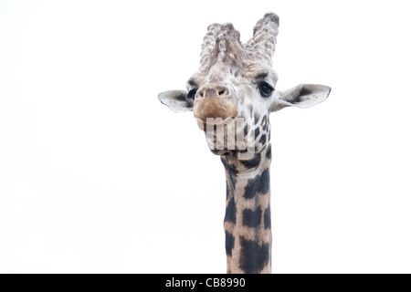 Eine Giraffe Zoo Tiere Fuß frei in einem Safari-Park, sind einige von den öffentlichen Besuchern aus ihren Autos gefüttert. Stockfoto