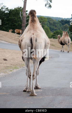 Eine hintere Kamele, ein Zootier Fuß frei in einem Safari-Park. Stockfoto