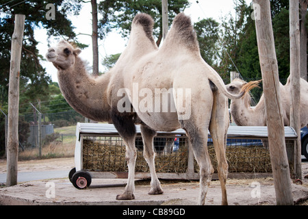 Ein Kamel Zootier Fuß frei in einem Safari-Park. Stockfoto