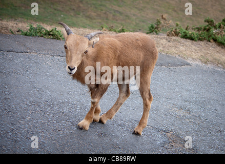 Eine Vielzahl der Tiere im Zoo zu Fuß entfernt frei in einem Safari-Park, sind einige von den öffentlichen Besuchern aus ihren Autos gefüttert. Stockfoto