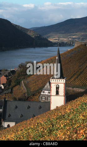 Blick Auf Assmannshausen, Weinberge Und Rhein, Rheingau, Hessen, Mittelrheintal, Herbst, Deutschland Stockfoto