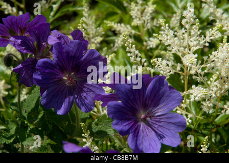 Die dunklen blauen Blüten von 'Johnsons Blue' Geranien stehen im Kontrast zu den weißen gefiederten Federn eine Astilbe Stockfoto